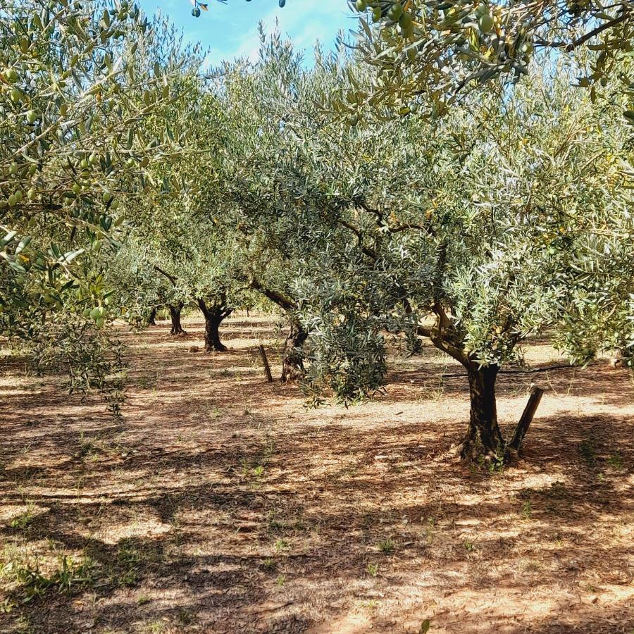 索列斯蓬La Ferme Des Oliviers别墅 外观 照片